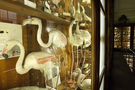 Museo Doderlein 2