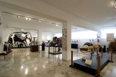 Museo Gemmellaro 3