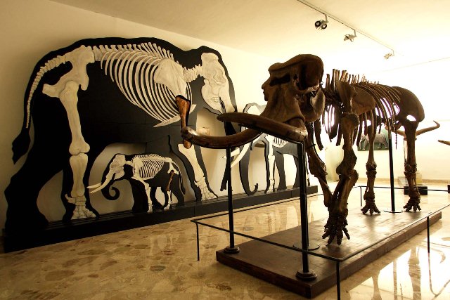 Museo Gemmellaro 1