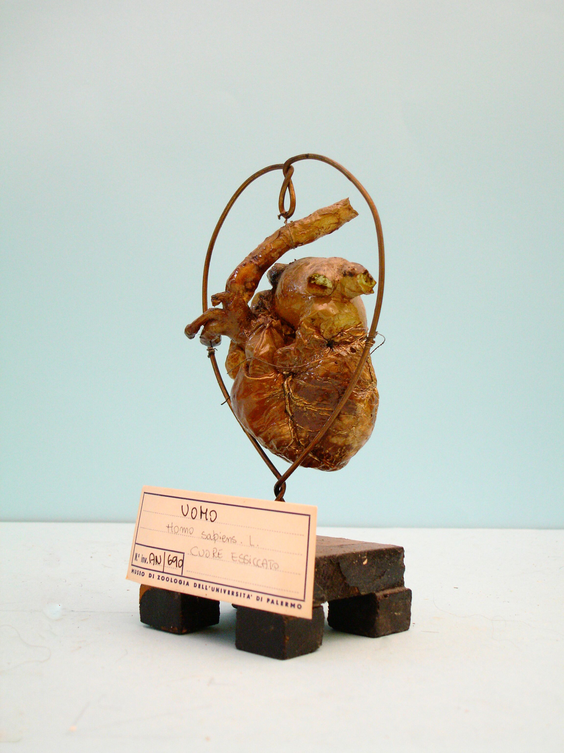 Cuore essiccato di Homo sapiens