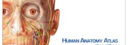 Visible Body Human Anatomy 2020: accesso di prova gratuito e training a distanza