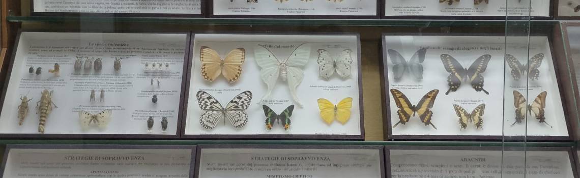 Scatole entomologiche della Collezione di Entomologia agraria del Dipartimento di Scienze Agrarie, Alimentari e Forestali.