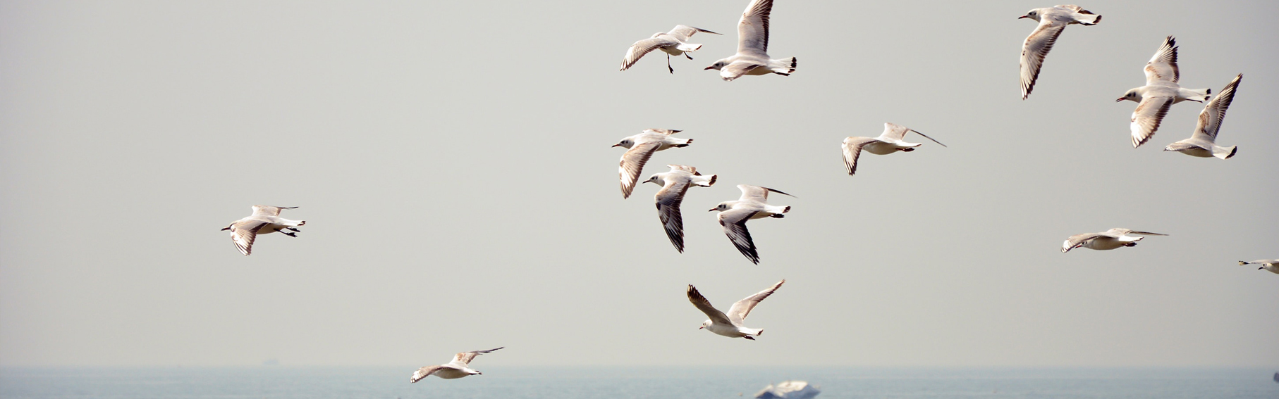 Photo by Yogesh Pedamkar