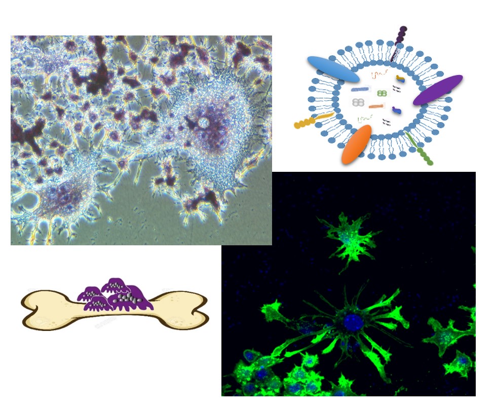Immagine per lab Oncologia Cellulare