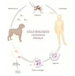 leishmaniosi