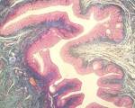 VALUTAZIONI VERIFICA DI COMPLEMENTI DI CITOLOGIA E ISTOLOGIA