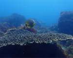 L'aumento di anidride carbonica in atmosfera cambierà gli habitat e le comunità ittiche degli oceani | Lo studio di UniPa con le Università di Tsukuba (Giappone) e di Plymouth (UK)