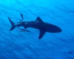 Squali e razze del Mediterraneo a rischio di estinzione. La lettera di un team internazionale di biologi marini sulla prestigiosa rivista Science