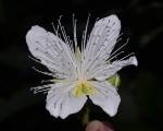 Il botanico Silvio Fici del SAAF nel team internazionale che ha scoperto in Laos una nuova specie, Capparis macrantha o “cappero dal grande fiore”