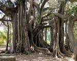 Il grande Ficus dell'Orto botanico UniPa vince il concorso Albero italiano 2022