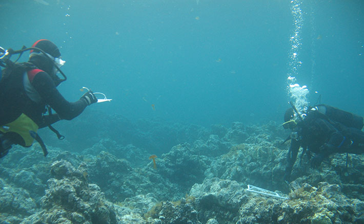 Progetto MOPA per la gestione e la conservazione del riccio di mare in Sicilia