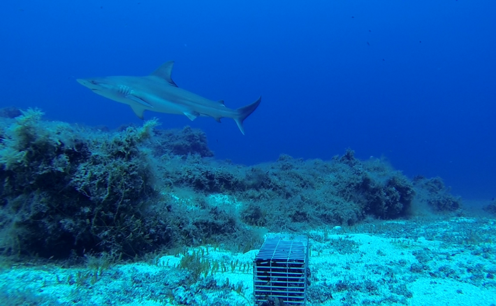 Centro Nazionale Biodiversità (NBFC) - La ricerca italiana per la conservazione di squali e razze