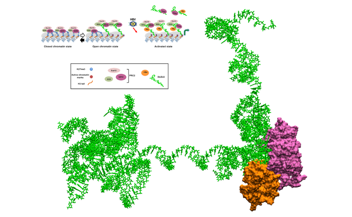 Collaborazione UniPa a ricerca su virus dell'epatite B, i risultati pubblicati sulla prestigiosa rivista Gut