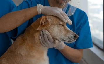 Un successo oltre le attese: 176 iscritti al semestre filtro per il nuovo Corso di Laurea in Medicina Veterinaria dell’Università di Palermo