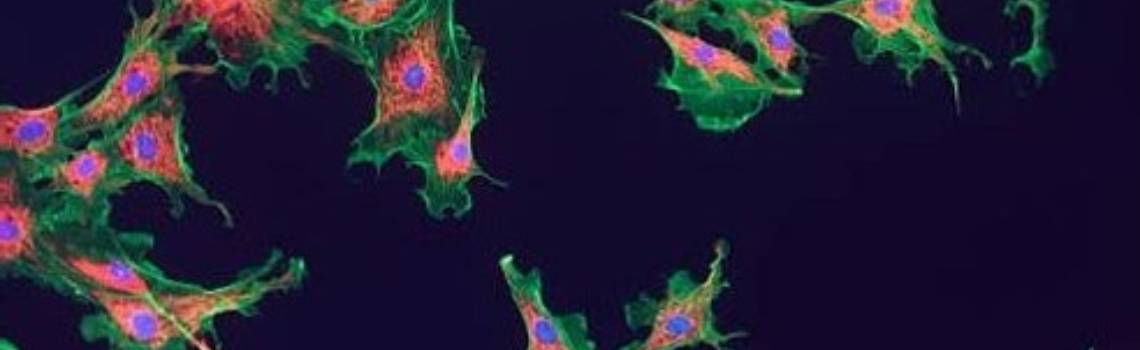 Nuovo Training in Microscopia a Fluorescenza Confocale