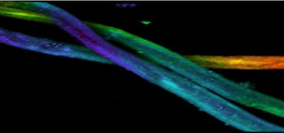 Avviso Training: How to design and set up confocal fluorescence microscopy experiments: fundamentals, tips and tricks