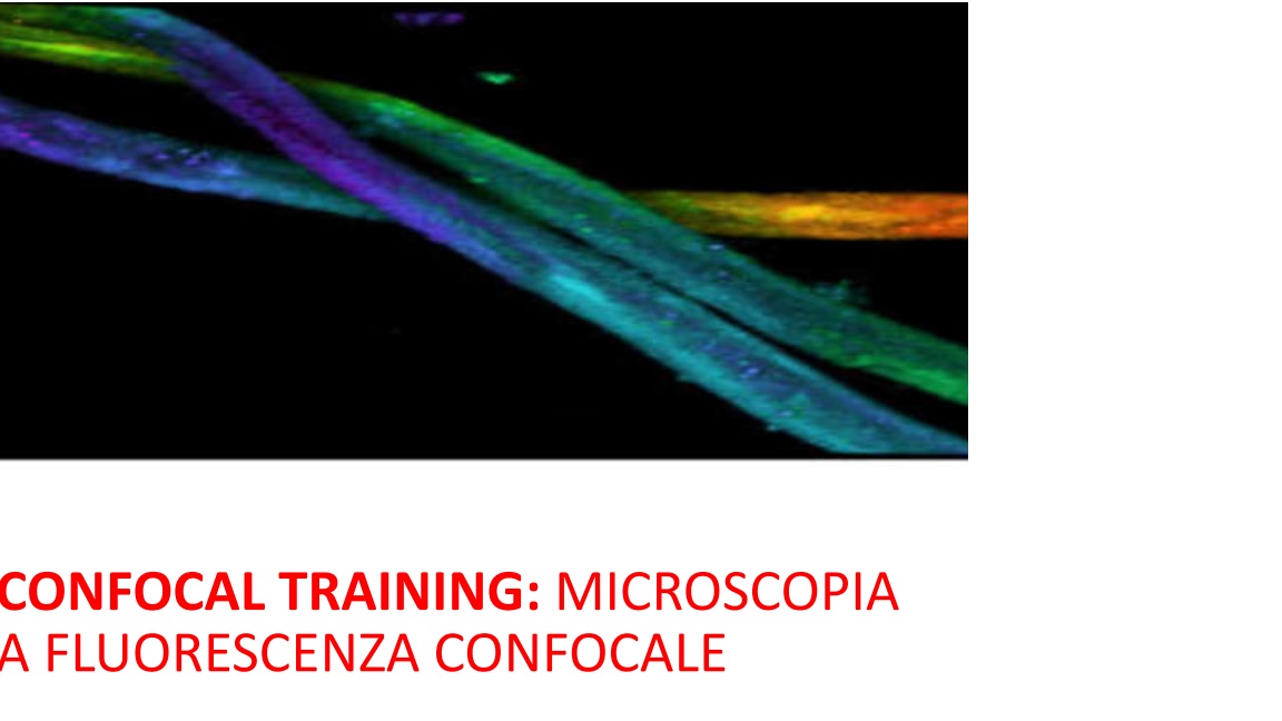 Training fluorescenza